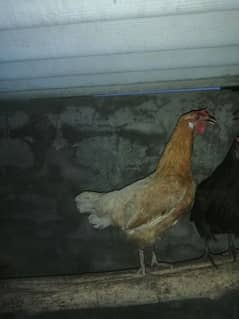 6 Desi hens for sale