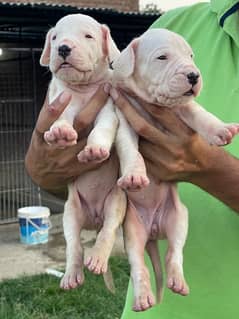 dogo argentino puppies kcp pedigree
