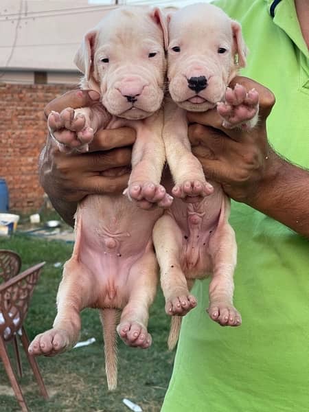 dogo argentino puppies kcp pedigree 1