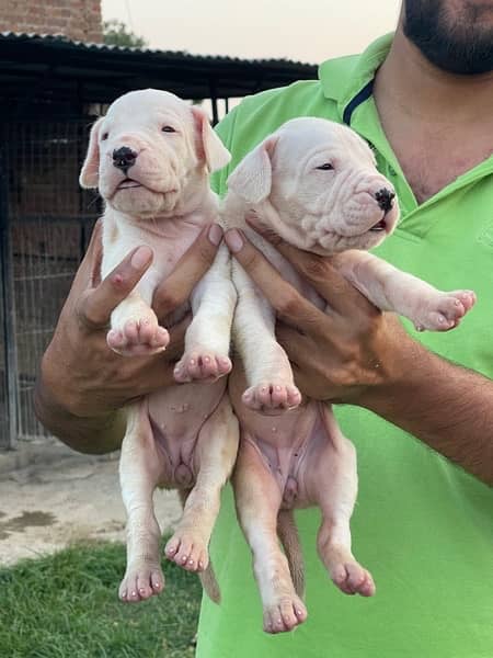 dogo argentino puppies kcp pedigree 2