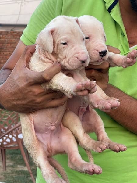 dogo argentino puppies kcp pedigree 3