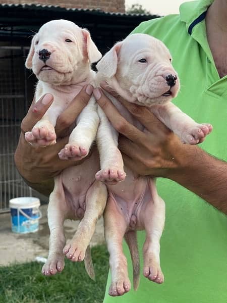 dogo argentino puppies kcp pedigree 5