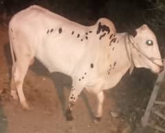 Bull for sale age 2.5 to 3 years. .