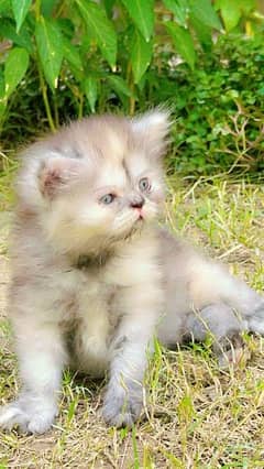 Persian tripple coated female kitten