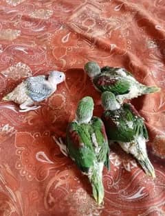 BABY RAW PARROTS AGE 2 MONTHS SELF FEED / HAND FEED
