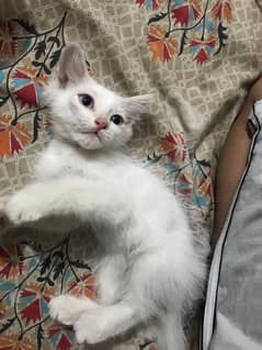 White Persian kitten.