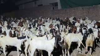 2 teeth donday desi or sindhi bakray, goats for qurbani