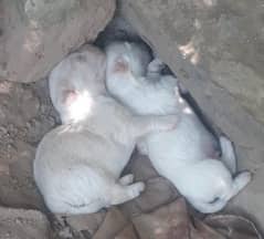 Female puppy with 2 Male Babies