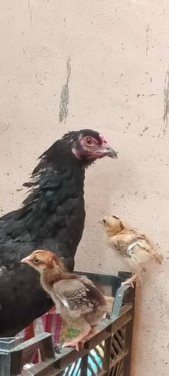 Aseel Mushki Murgi with 2 high quality chicks