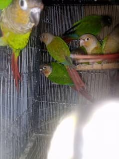 conure babies for sale