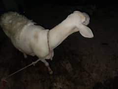 sheeps for sale sacrifice (qurbani) eid ul adha 2024
