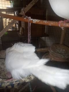 White Khumray Breeder Pair With 2 chicks And 1 adult Patha For Sale