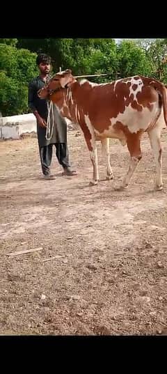 cow bachiya