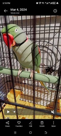 kashmiri raw parrot