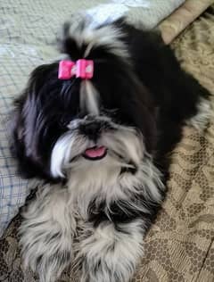 Eid Priceonly for Today! Shih Tzu Pedigreed 6 month old female