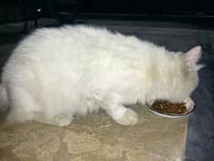 Persian male cat for sale only serious buyers can call . . . 03016738838