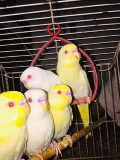 Albino parrot. red eyes white and yellow budgies