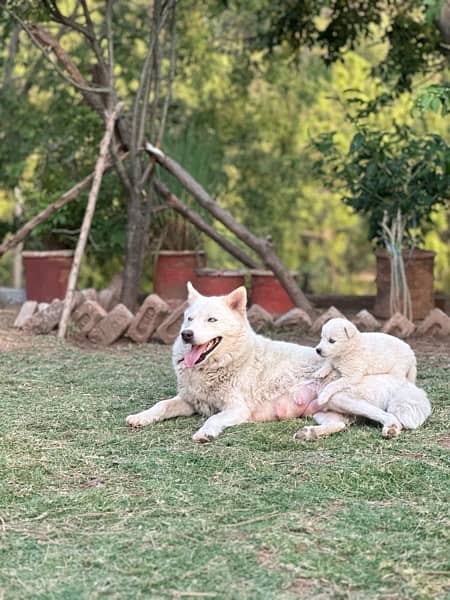 husky puppies , white and brown husky puppies 17