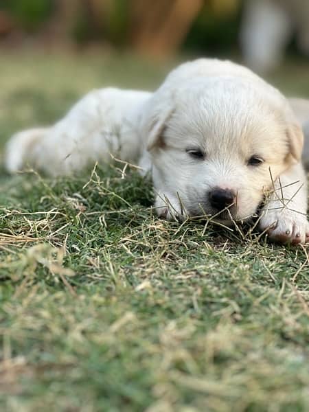 husky puppies , white and brown husky puppies 18