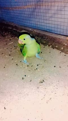 parrots chick for sale full jumbo size