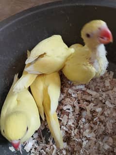 Yellow Ringneck Breedar Pairs and chicks contact 0317-2151409