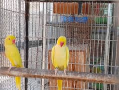 Yellow Ringneck Breedar Pairs and chicks contact 0317-2151409