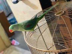 Raw parrot female