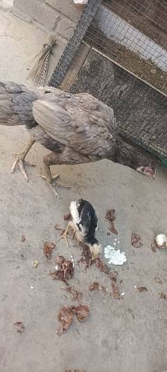 2 aseel hens. 1 hen+1 chick and 1 hen+2 chicks with iron cage