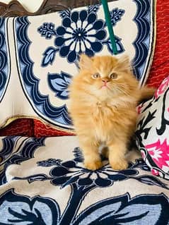 Persian kittens and cats available Whatsapp0 3 25 0 99 23 31