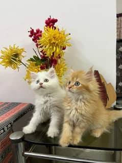 Persian kittens and cats available Whatsapp Number 0 3 25 0 99 23 31