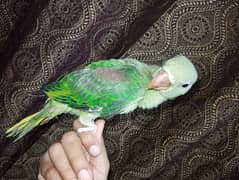 kashmiri raw  hand tame self feeding parrot.