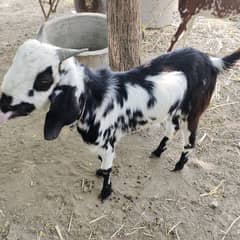 Bakra for qurbani for sell