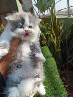 Persian kittens and cats available WhatsApp number 0 3 25 0 99 23 31