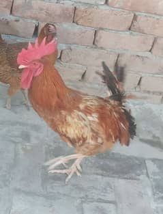 cock of better breed