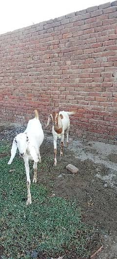 qurbani goat / lailpuri / Bakri / Goat for sale
