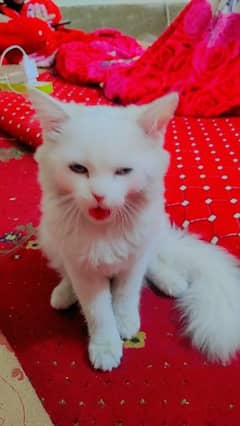Persian cat for sale age 5 month vacation done price 18k 03160901138