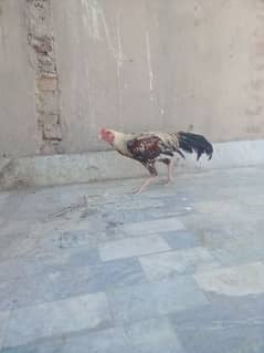 Aseel male sell or exchange golden misri hens k sath