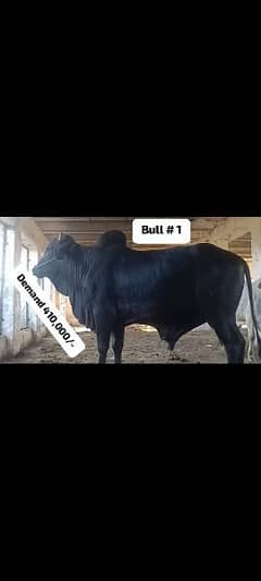 QURBANI cattle BULL WERA WACHA COW