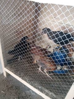 pure Desi Aseel chicks for sale healthy and active
