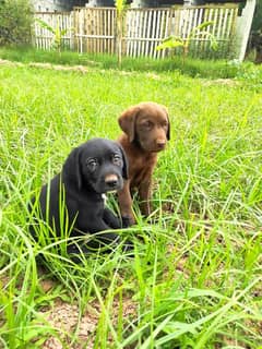 Labrador retriever puppies in chocolate and black colour