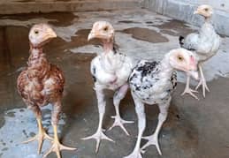 Aseel chicks available for sale price 5000 each bird