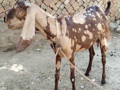 shera colure beautiful and healthy goat for sale