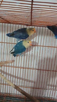 PARBLUE yonger pair for sale age 7 month
