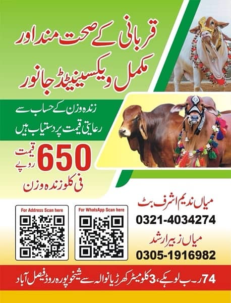 عقيقہ، شادی بیاہ,قربانی اوردیگرتقریبات کیلیےجانور Animal for Sale cows 9