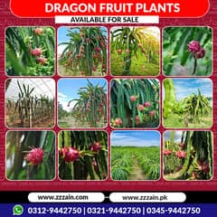 We have different types of Dragon fruit plants and seeds 03459442750