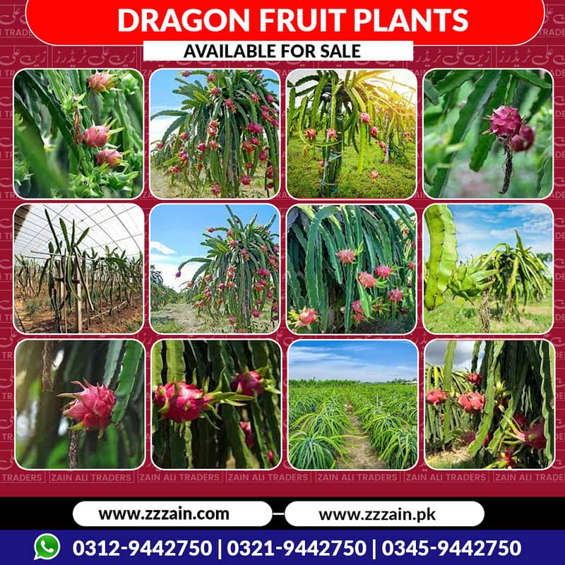 We have different types of Dragon fruit plants and seeds 03459442750 0