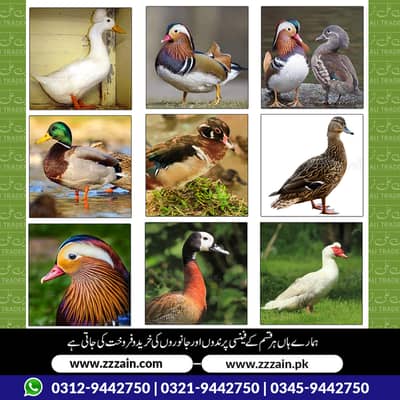We have different types of Ducks  03459442750 Zain Ali Farming and Tr