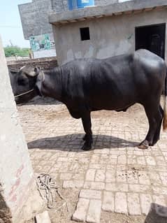bachra,bull for sale in lahore