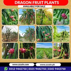 famous Dragon fruit plants and seeds are available 03129442750 Zain A