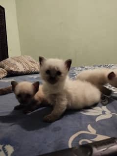 3 Siamese kittens Are available